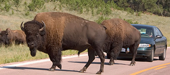 Custer State Park